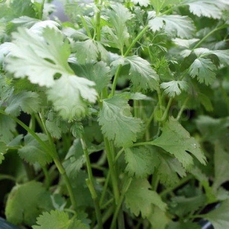 Кориандр Шико 25г