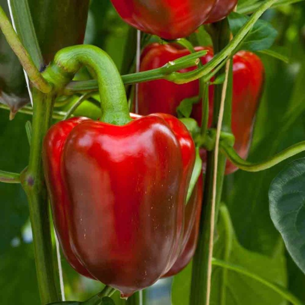 Редис Дуро Краснодарское 3г