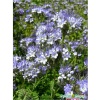 Семена фацелии 30г