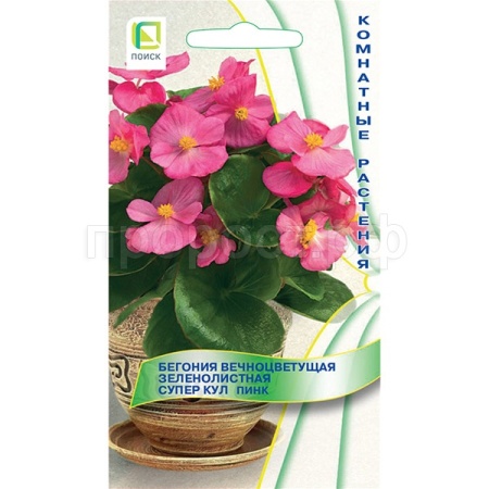 Бегония вечноцветущая зеленолистная Супер Кул Пинк 10шт