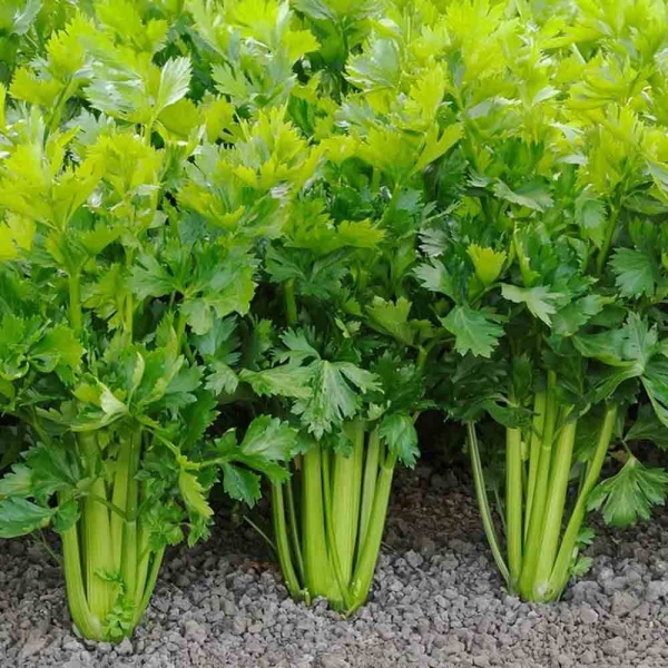 Кориандр Янтарь 3г