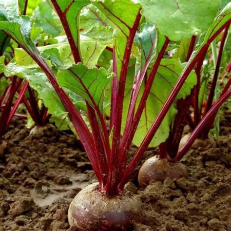 Свекла Египетская плоская 2г