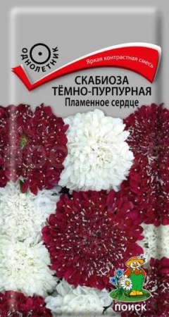 Скабиоза тёмно-пурпурная Пламенное сердце 10 шт
