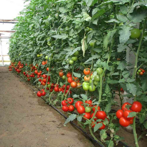 Томат Бычье сердце 0,1г